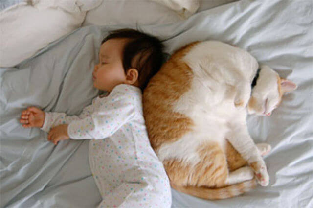 toxoplasmosis y gatos en el embarazo