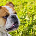 bulldog braquicefalo