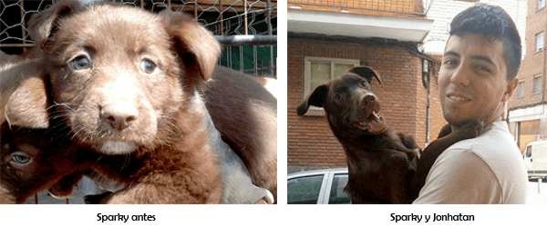 sparky antes después de ser un perro abandonado