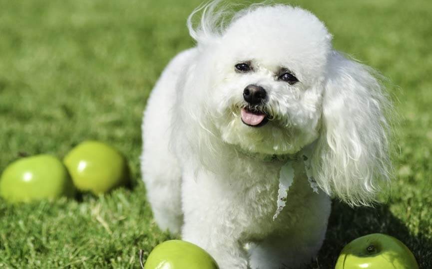 dieta sana limpiar dientes a un perro