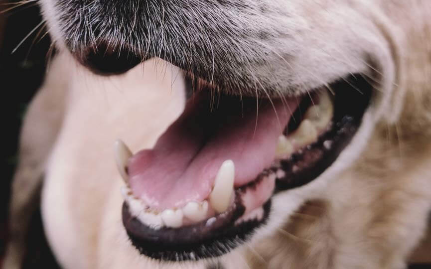 limpiar dientes de perro