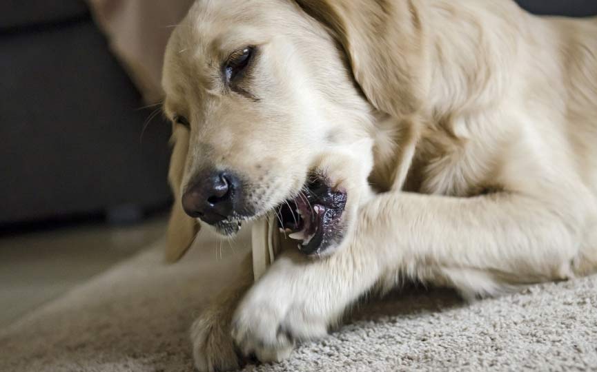 LIMPIAR DIENTES DE PERROS