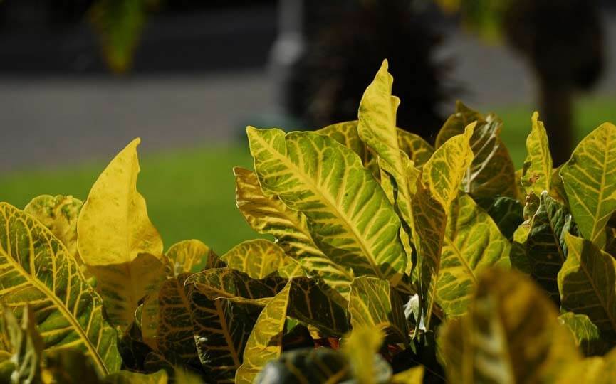 croton plantas toxicas para perros