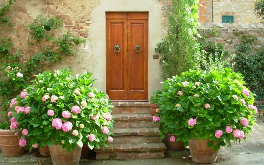 hortensia plantas toxicas para perros