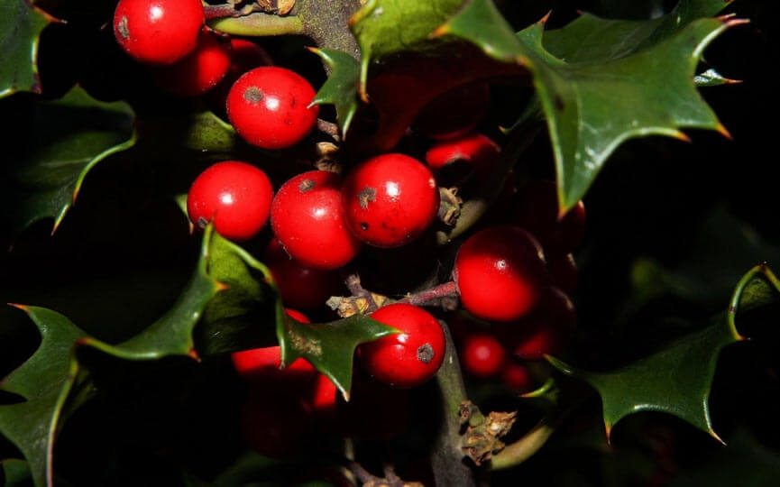 muerdago plantas toxicas para perros