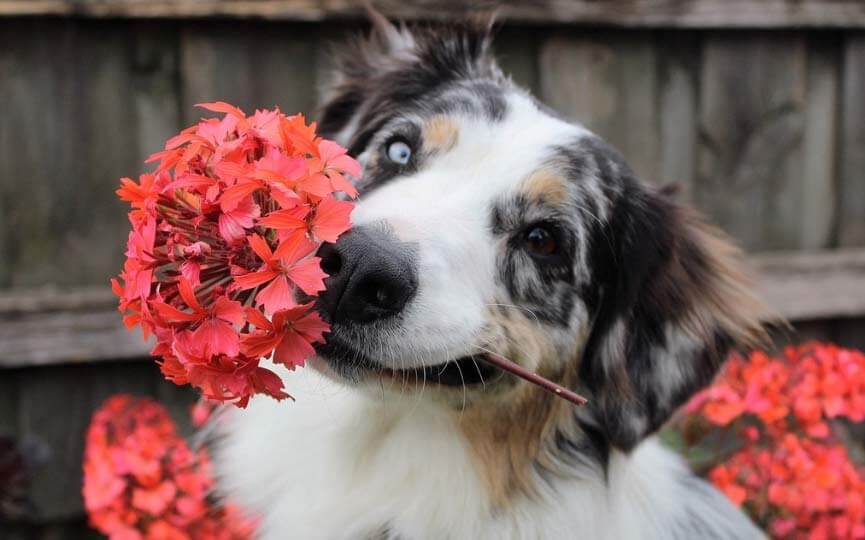 plantas toxicas para perros