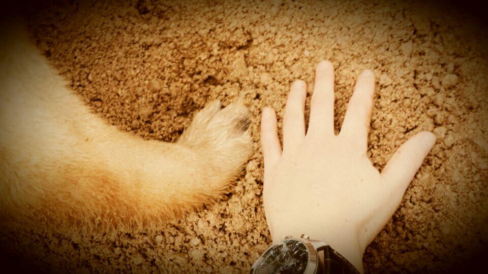 amistad que puedes aprender de los perros
