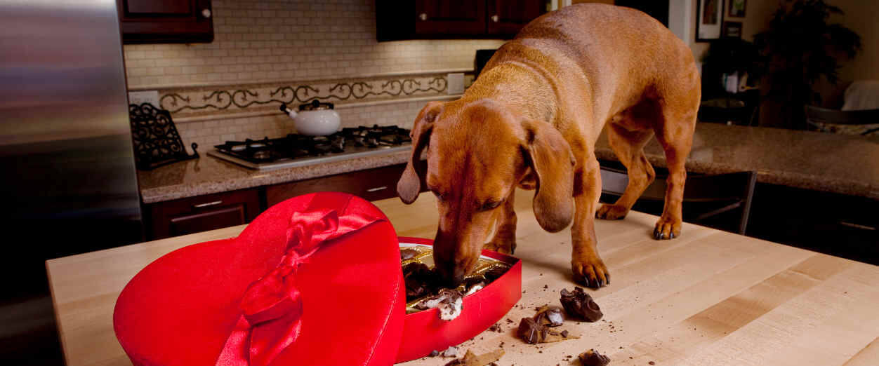 chocolate, perros