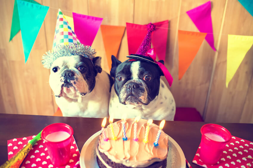 año de un perro