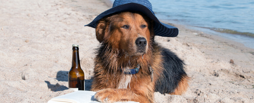 perro bebiendo cerveza, cerveza, perro
