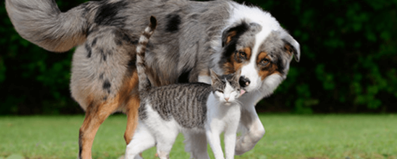 perro dando un beso a gato, perro, gato