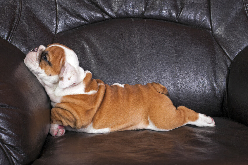 bull dog, perro en sofa, perros