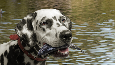 pescado, perro