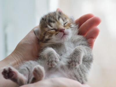 gatito, cachorros, cachorro, gato