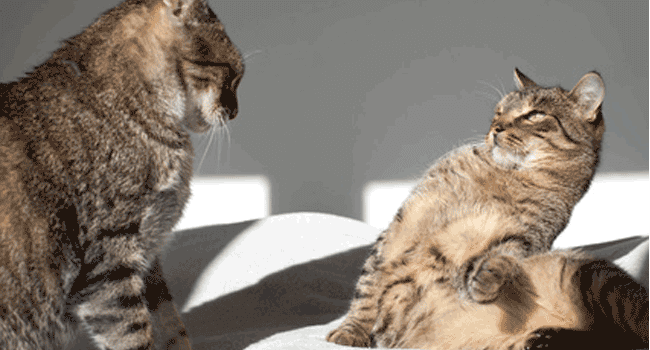 dos gatos