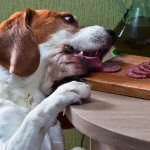 alimentos toxicos para perros