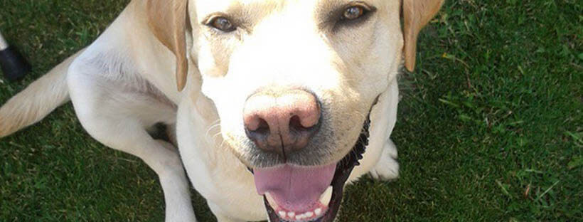 perro al sol
