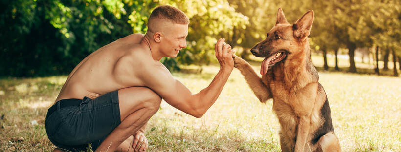 perro en verano
