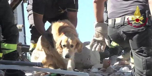 Romeo sobrevivió a nueve días enterrado.