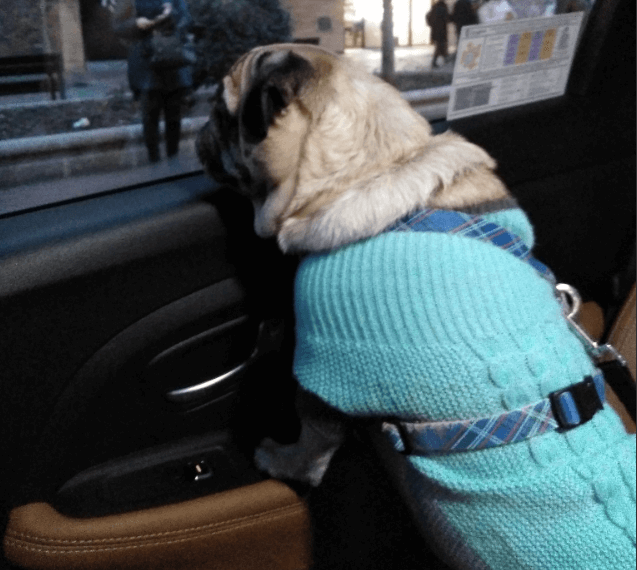 La idea surgió al comprender las limitaciones que tiene el transporte público a la hora del transporte de mascotas (Foto: Twitter).