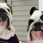 NetPet, una forma de encontrar pareja para nuestras mascotas.
