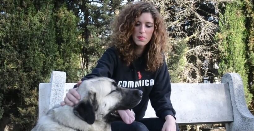 enseñar a tu perro a sentarse