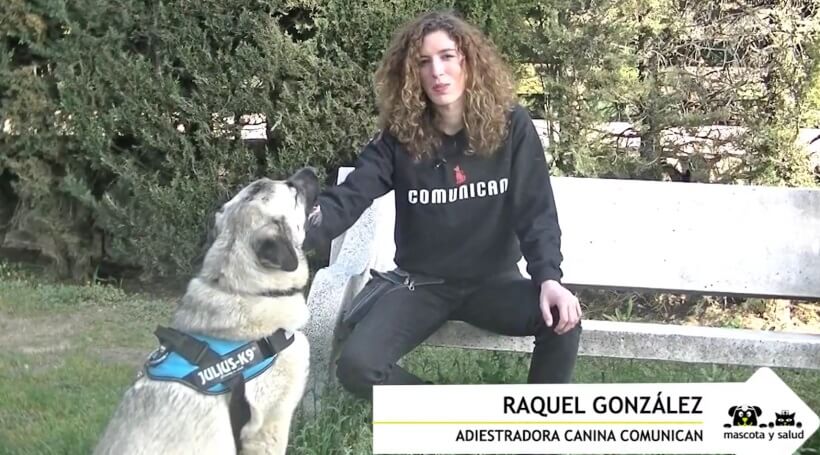 Los perros aprenden por asociación y tienden a repetir la última acción que les dio premio.