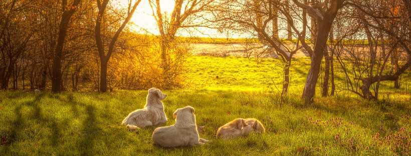 Perros en una puesta de sol.