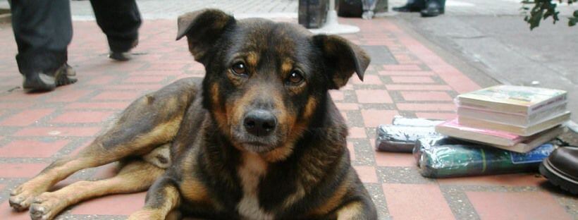 Perro triste que sufre problemas intestinales