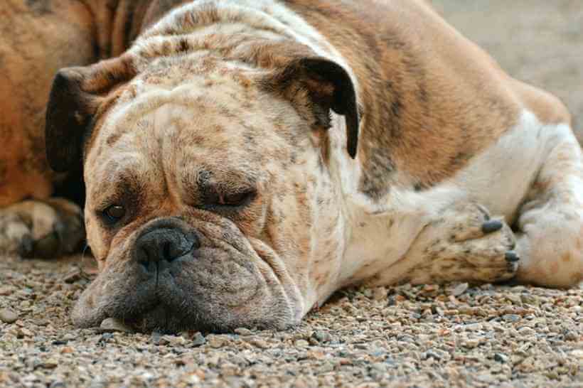 Perro descansa en el suelo estirado