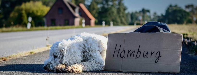 Perro tumbado en la carretra.