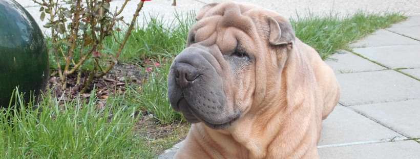 Perro de la raza shar pei