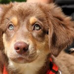 dermatitis en perros