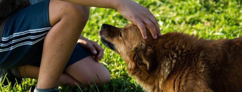 Niño acariciando a su perro en un parque