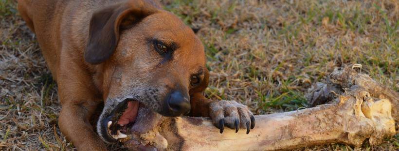 Dieta BARF.