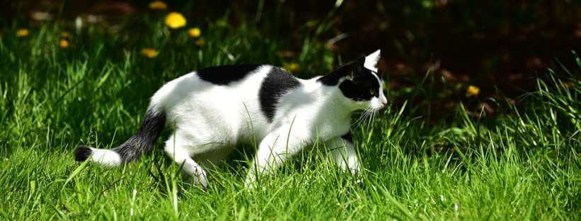 Gato paseando en un jardín
