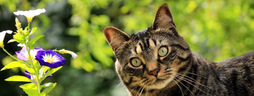 Gato posando junto a una flor