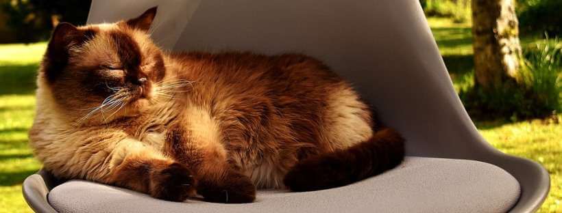 Golpe de Calor en Gatos tomando el sol