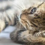 Gato cansado tumbado al sol