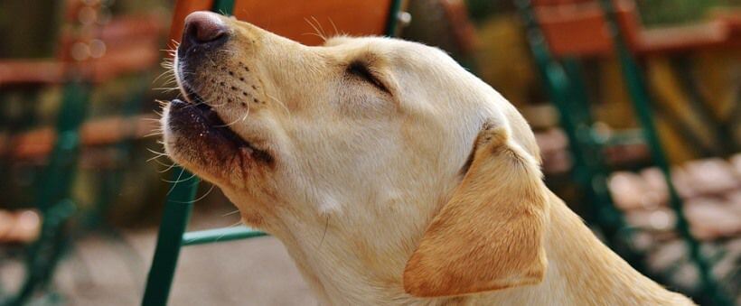 Labrador de color blanco aullando
