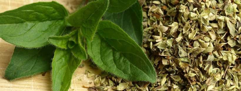 Suplementos alimenticios, planta de orégano
