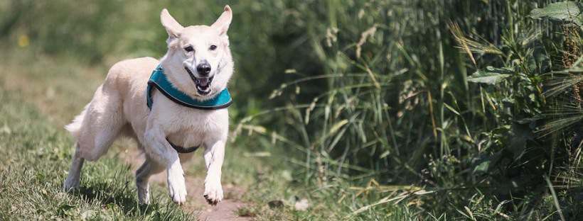 Perro corriendo en el campo