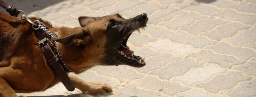 Perro agresivo ladrando