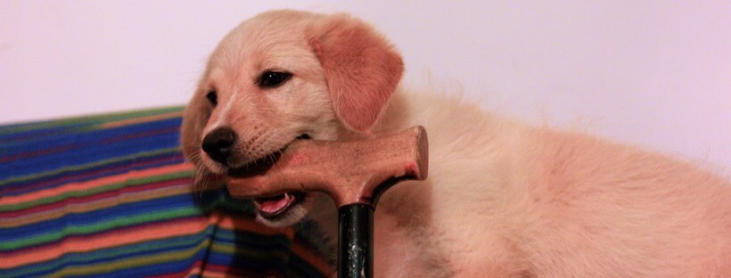 Cachorro mordiendo un bastón