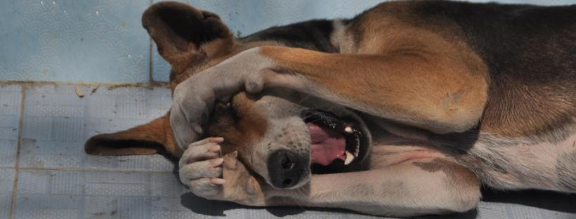 Perro tumbado y con sueño