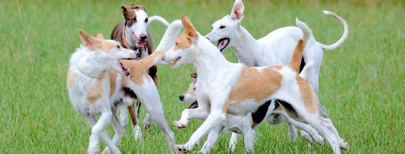 Varios perros jugando en un jardín con menos agresividad al esterilizar a tu perro