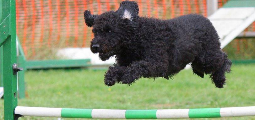 Perro saltando una valla en una prueba de agility.