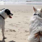 Dos perros disfrutan del verano en una playa