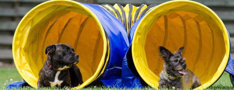 Dos perros tumbados en un túnel empleado en una prueba de agility.