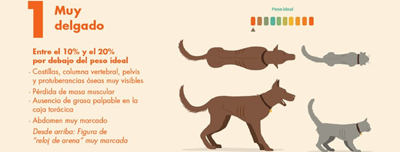 Guía Práctica para saber el peso ideal de tu perro o gato.